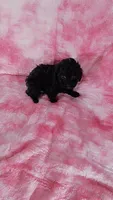 Wilma, a female Poodle - Toy  for sale in Southgate, MI – Photo 1 of 3