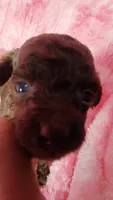Pixie charting to be 3.5-4 lbs, a female Poodle - Toy  for sale in Southgate, MI – 2 of 3