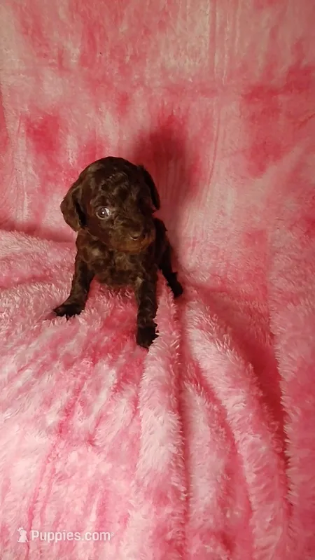 Phoebe charting to be  5.5-6lbs – Poodle - Toy  puppy for sale in Southgate, MI