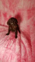 Phoebe charting to be  5.5-6lbs, a female Poodle - Toy  for sale in Southgate, MI – 1 of 5