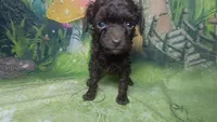 Pixie under 4lbs estimate, a female Poodle - Toy  for sale in Southgate, MI – 5 of 10