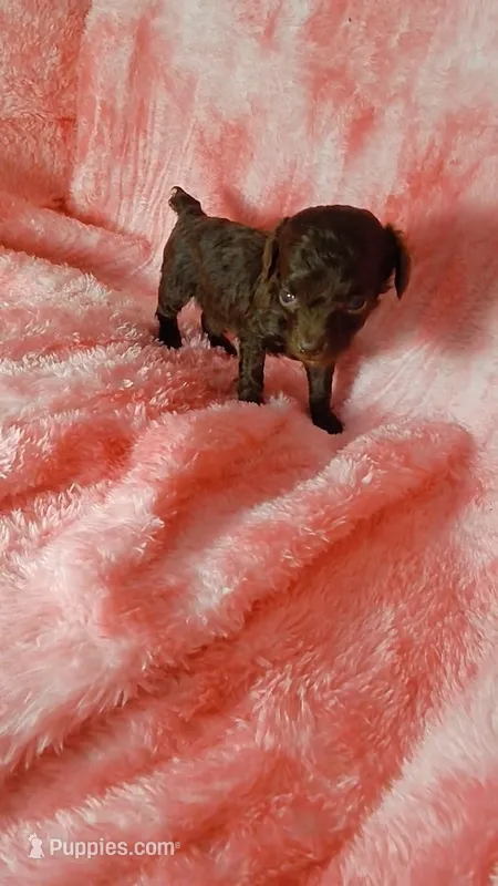 Pixie charting to be 3.5-4 lbs – Poodle - Toy  puppy for sale in Southgate, MI