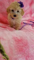 Dotty, a female Poodle - Toy  for sale in Southgate, MI – 10 of 10