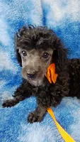 Wesley-- lightens to Gray, a male Poodle - Toy  for sale in Southgate, MI – 3 of 10