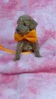 Clyde, a male Poodle - Toy  for sale in Southgate, MI – 2 of 5