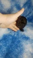 Yacko, a male Poodle - Toy  for sale in Southgate, MI – 4 of 8