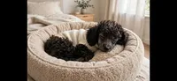 Blue/gray Wesley toy poodle, a male Poodle - Toy  for sale in Southgate, MI – 7 of 9
