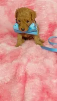 Inky, a male Poodle - Toy  for sale in Southgate, MI – 3 of 8