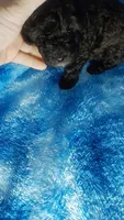Wesley, a male Poodle - Toy  for sale in Southgate, MI – 6 of 7