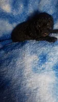Yacko, a male Poodle - Toy  for sale in Southgate, MI – 2 of 8