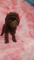 Prue 6 lbs Estimate see Video, a female Poodle - Toy  for sale in Southgate, MI – 6 of 6