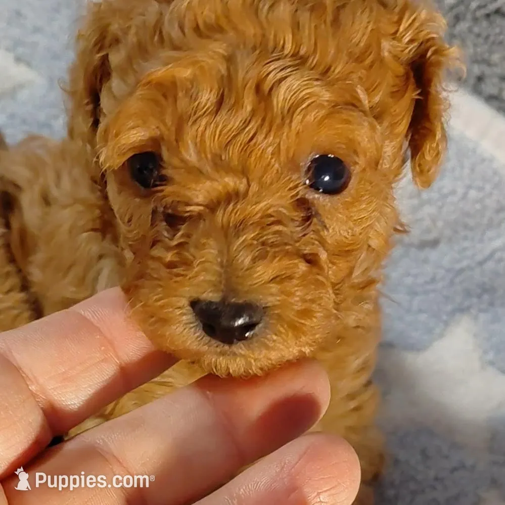 Georgia, a female Poodle - Toy  for sale in Southgate, MI – Photo 4 of 6