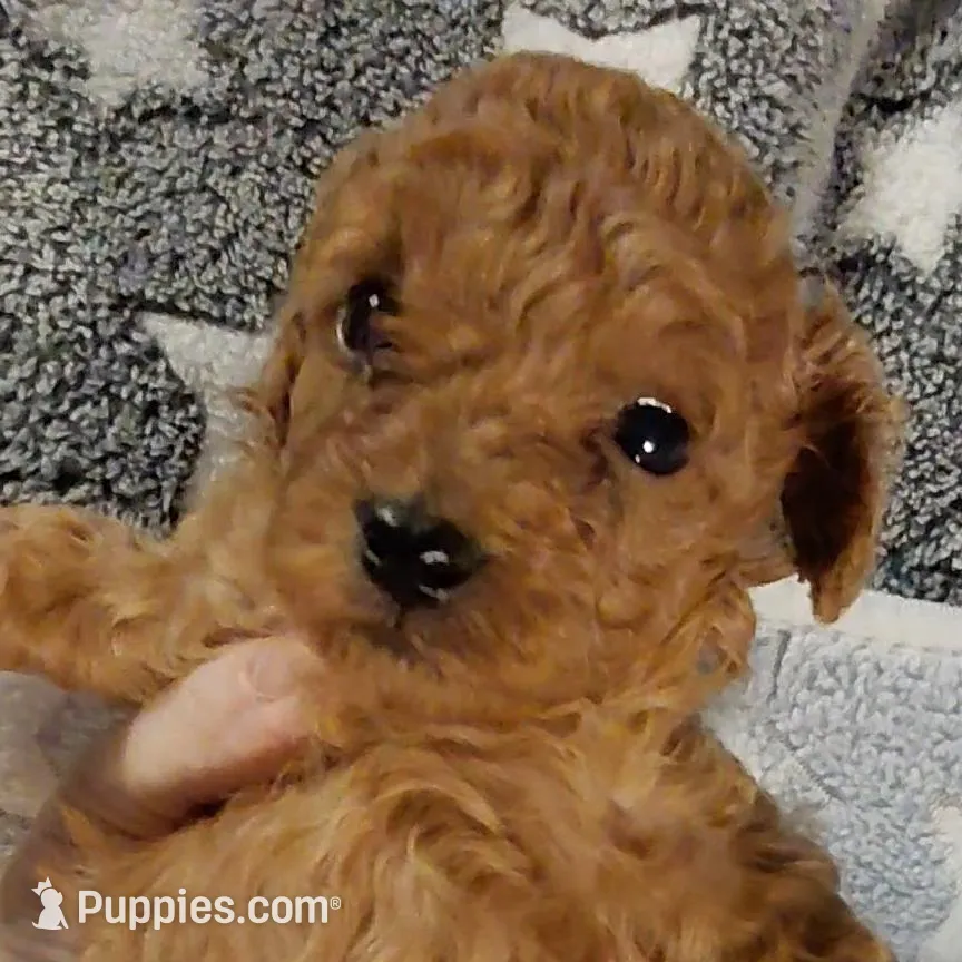 Georgia, a female Poodle - Toy  for sale in Southgate, MI – Photo 5 of 6