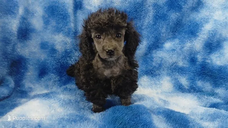 Wesley will be Gray like his face – Poodle - Toy  puppy for sale in Southgate, MI