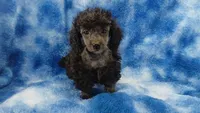 Wesley will be Gray like his face, a male Poodle - Toy  for sale in Southgate, MI – 2 of 10