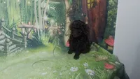 Prue F 5.5-6 lbs Estimate, a female Poodle - Toy  for sale in Southgate, MI – 5 of 10