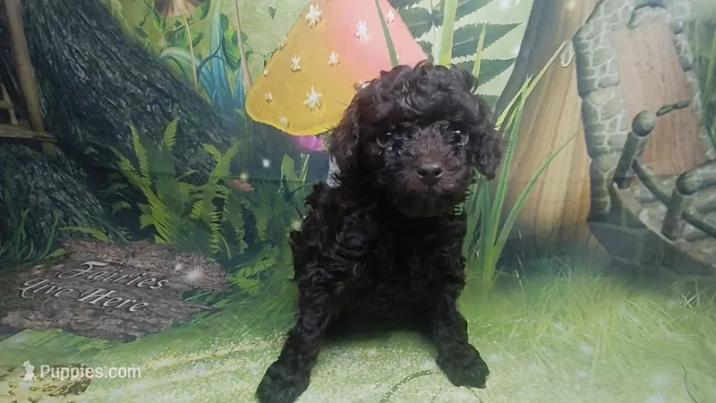 Piper F charting to be 5.5-6lbs – Poodle - Toy  puppy for sale in Southgate, MI
