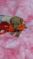 Blinky, a male Poodle - Toy  for sale in Southgate, MI – 3 of 9