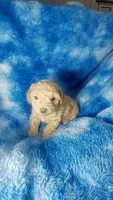 Woody, a male Poodle - Toy  for sale in Southgate, MI – 2 of 7