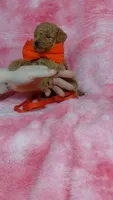 Blinky, a male Poodle - Toy  for sale in Southgate, MI – 9 of 9
