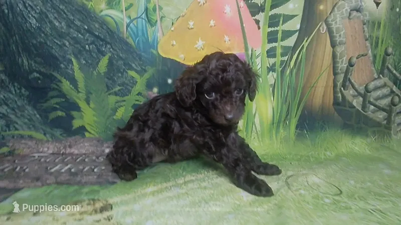 Phoebe charting to be  5.5-6lbs – Poodle - Toy  puppy for sale in Southgate, MI