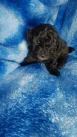 Wesley, a male Poodle - Toy  for sale in Southgate, MI – 7 of 7