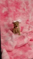 Pinky, a female Poodle - Toy  for sale in Southgate, MI – 3 of 10