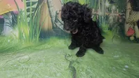 Prue F 5.5-6 lbs Estimate, a female Poodle - Toy  for sale in Southgate, MI – 3 of 10