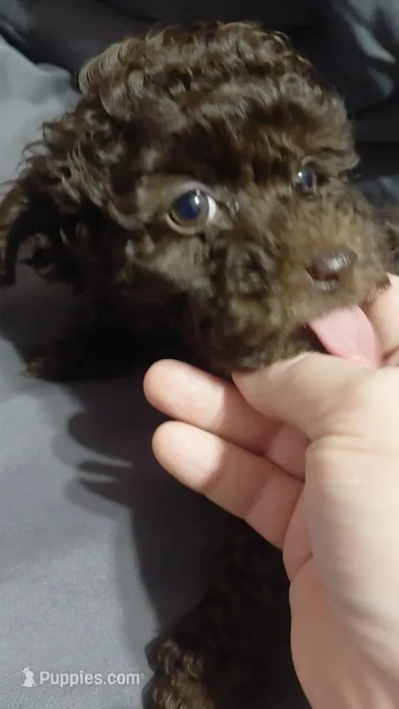 Prue 6 lbs Estimate see Video – Poodle - Toy  puppy for sale in Southgate, MI