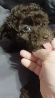 Mocha 6lbs Estimate. Ready2go, a female Poodle - Toy  for sale in Southgate, MI – 3 of 9