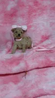 Pinky, a female Poodle - Toy  for sale in Southgate, MI – 9 of 10