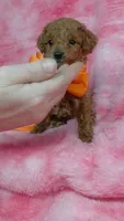 Clyde, a male Poodle - Toy  for sale in Southgate, MI – 5 of 5