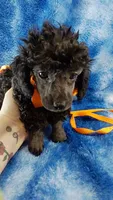 Wesley-- lightens to Gray, a male Poodle - Toy  for sale in Southgate, MI – 7 of 10