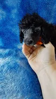 Wesley-- lightens to Gray, a male Poodle - Toy  for sale in Southgate, MI – 10 of 10