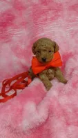 Blinky, a male Poodle - Toy  for sale in Southgate, MI – 5 of 9