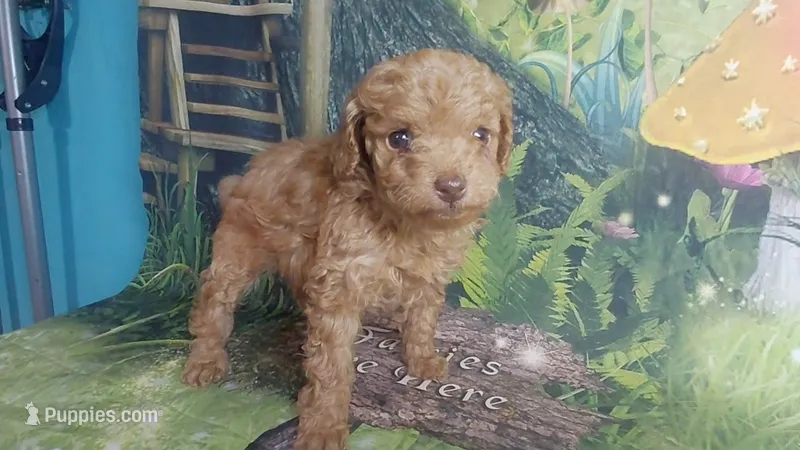 Paddington M 4.5-5lbs estimate – Poodle - Toy  puppy for sale in Southgate, MI