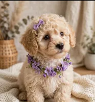 Vivian toy poodle, a female Poodle - Toy  for sale in Southgate, MI – 8 of 10