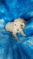 Woody, a male Poodle - Toy  for sale in Southgate, MI – 4 of 7