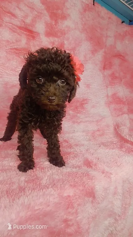 Prue F 5.5-6 lbs Estimate – Poodle - Toy  puppy for sale in Southgate, MI