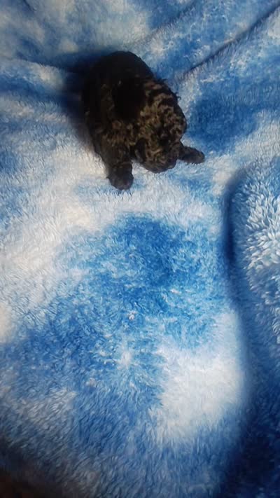 Yacko, a male Poodle - Toy  for sale in Southgate, MI – 7 of 8