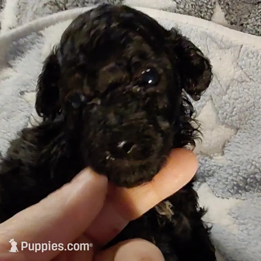 Buttons, a female Poodle - Toy  for sale in Southgate, MI – Photo 5 of 5