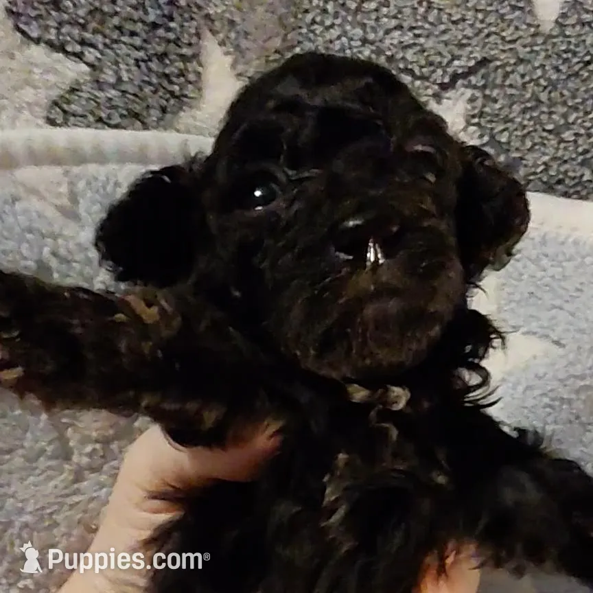 Buttons, a female Poodle - Toy  for sale in Southgate, MI – Photo 4 of 5