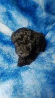 Wesley, a male Poodle - Toy  for sale in Southgate, MI – 1 of 7