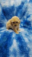 Dott, a female Poodle - Toy  for sale in Southgate, MI – 8 of 10