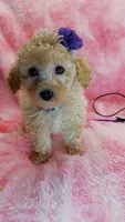 Dotty, a female Poodle - Toy  for sale in Southgate, MI – 9 of 10