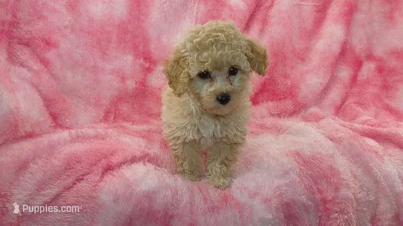 Dotty – Poodle - Toy  puppy for sale in Southgate, MI