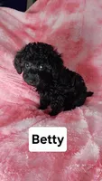 Betty, a female Poodle - Toy  for sale in Southgate, MI – Photo 1 of 3