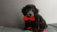 Wes Blue/gray toy poodle, a male Poodle - Toy  for sale in Southgate, MI – 8 of 9