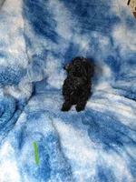 Grinch EST. 5.5lb, a male Poodle - Toy  for sale in Southgate, MI – Photo 3 of 3