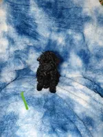 Grinch EST. 5.5lb, a male Poodle - Toy  for sale in Southgate, MI – Photo 2 of 3